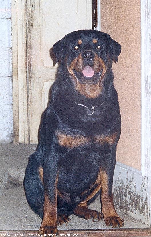 Photo de Rottweiler