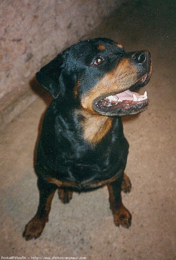 Photo de Rottweiler