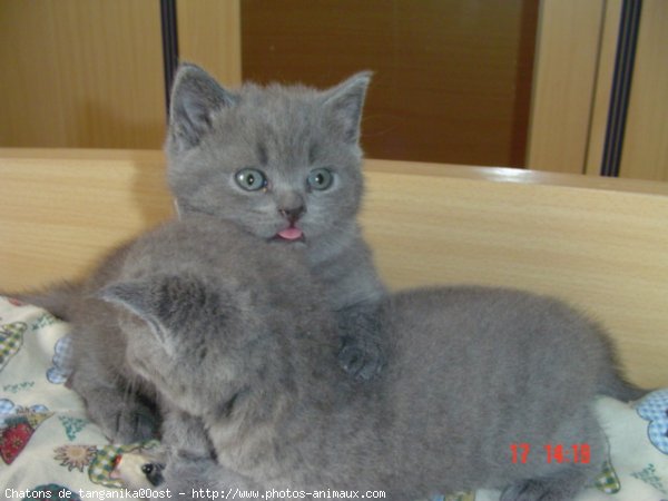 Photo de Chartreux