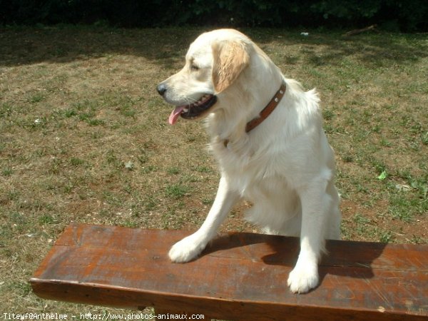 Photo de Golden retriever