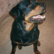 Photo de Rottweiler