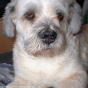 Photo de Lhassa apso