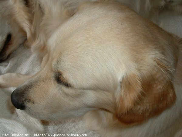 Photo de Golden retriever