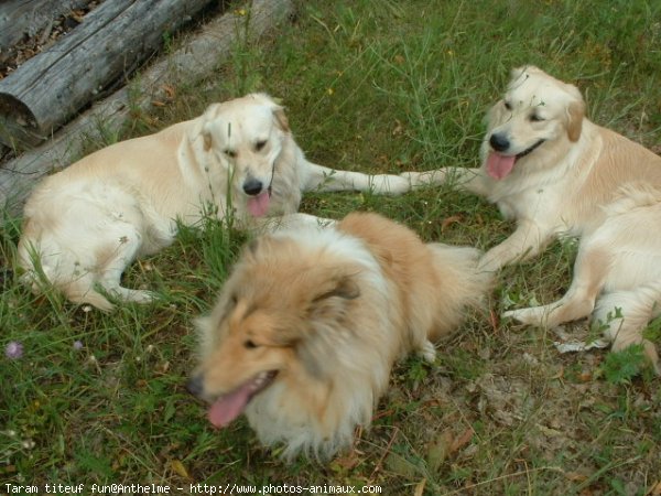 Photo de Races diffrentes