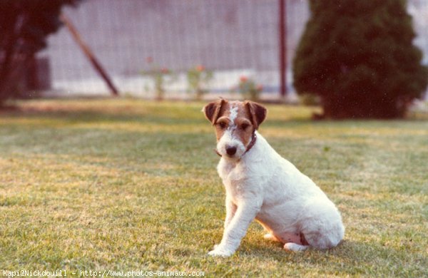 Photo de Fox terrier  poil dur