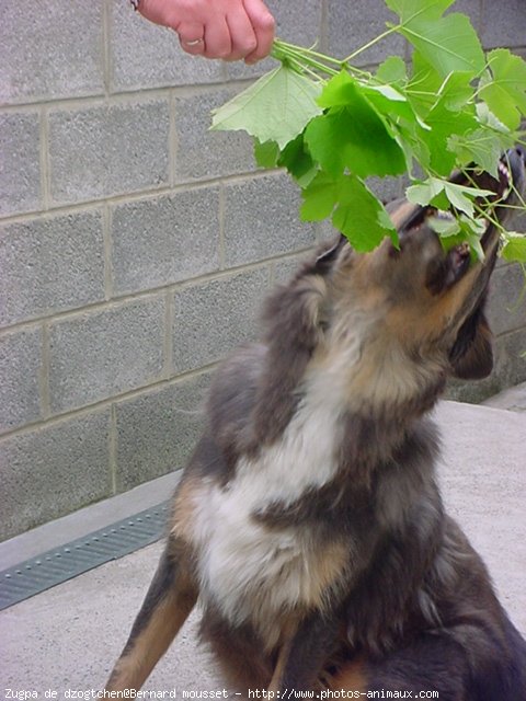 Photo de Dogue du tibet