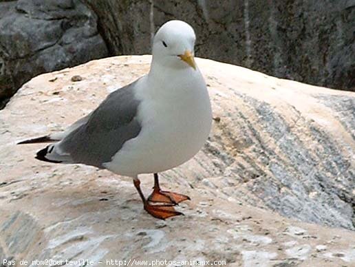 Photo de Mouette