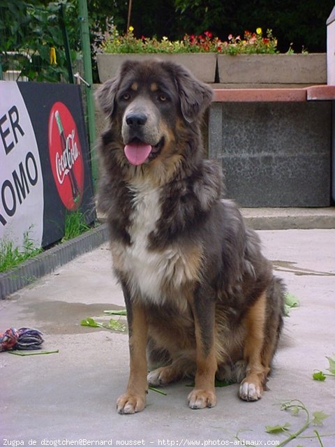 Photo de Dogue du tibet