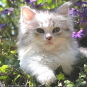 Photo de British longhair