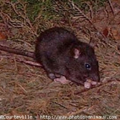 Photo de Rat