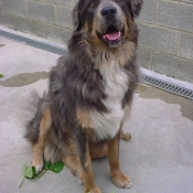 Photo de Dogue du tibet