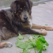 Photo de Dogue du tibet