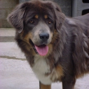 Photo de Dogue du tibet