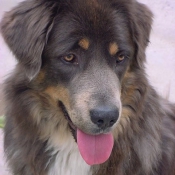 Photo de Dogue du tibet