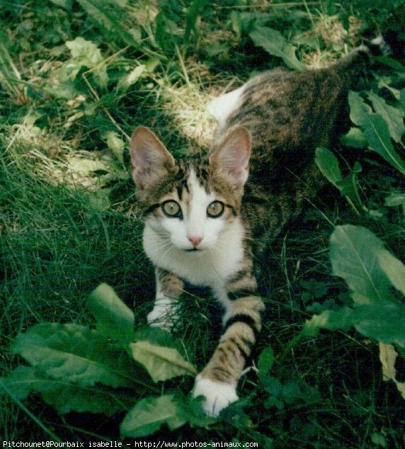 Photo de Chat domestique