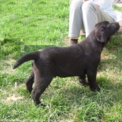 Photo de Labrador retriever