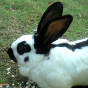 Photo de Lapin