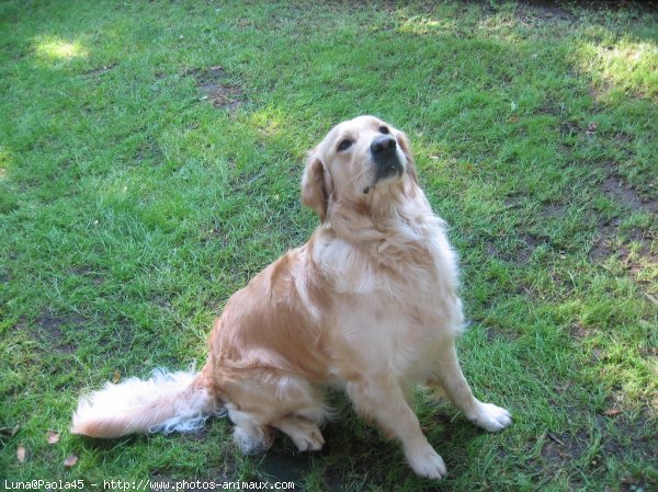 Photo de Golden retriever