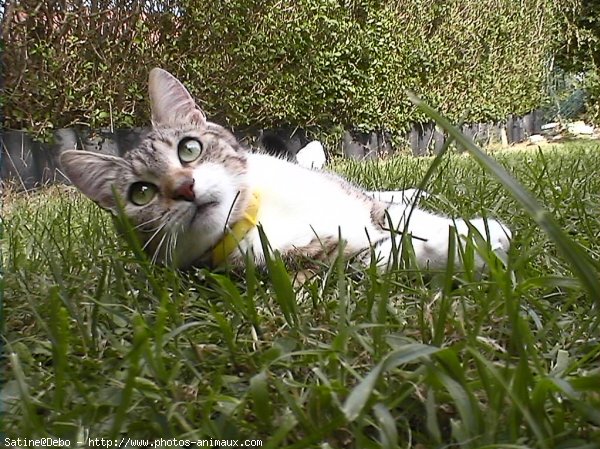 Photo de Chat domestique