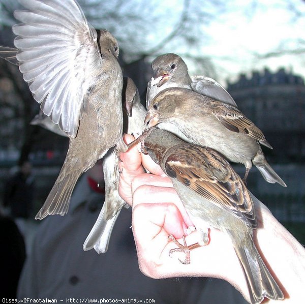 Photo de Races diffrentes