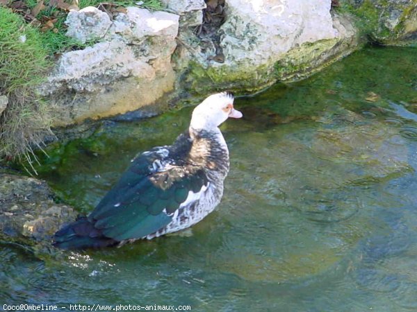 Photo de Canard