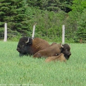 Photo de Bison