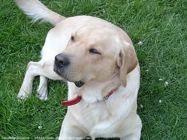 Photo de Labrador retriever