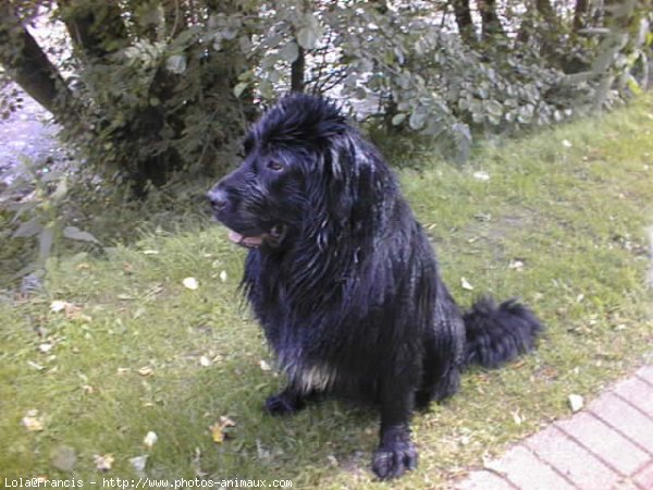 Photo de Chien de terre-neuve