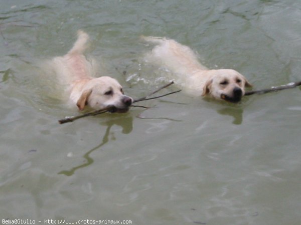 Photo de Labrador retriever