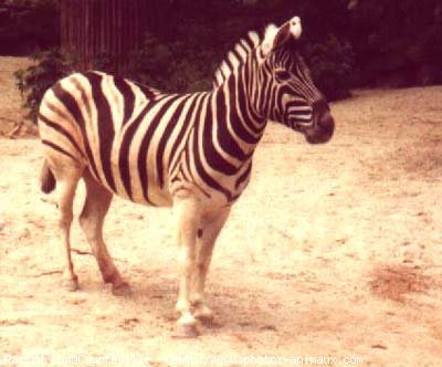 Photo de Zebre