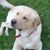 Photo de Labrador retriever