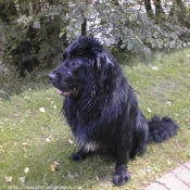 Photo de Chien de terre-neuve