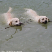 Photo de Labrador retriever