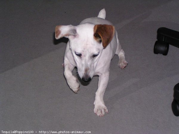 Photo de Jack russell terrier