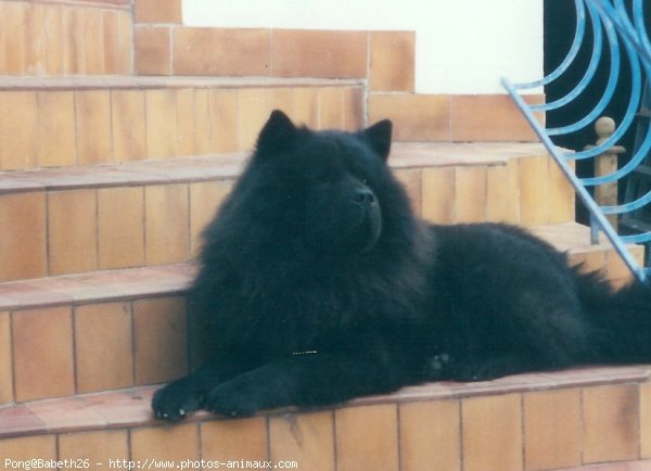 Photo de Chow chow