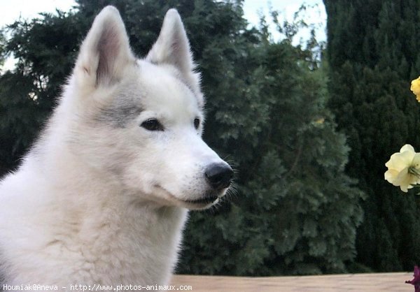 Photo de Husky siberien