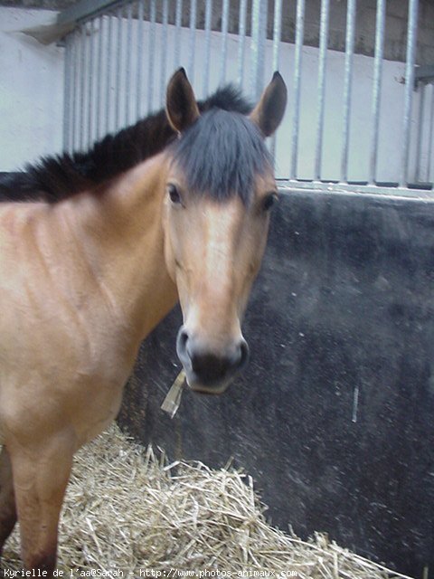 Photo de Poney franais de selle