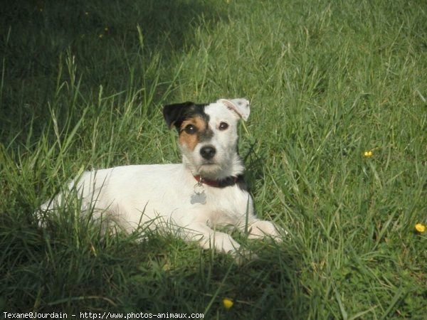 Photo de Jack russell terrier