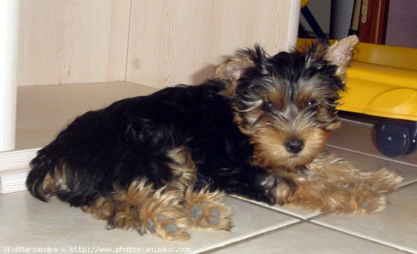 Photo de Yorkshire terrier