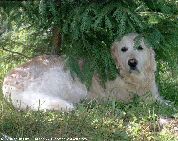 Photo de Golden retriever