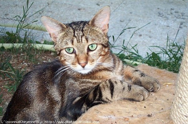 Photo de Chat domestique