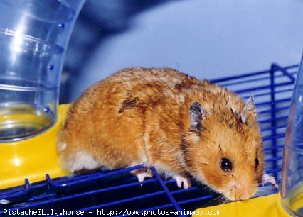 Photo de Hamster