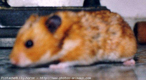 Photo de Hamster