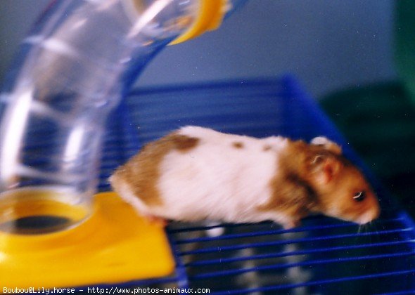 Photo de Hamster