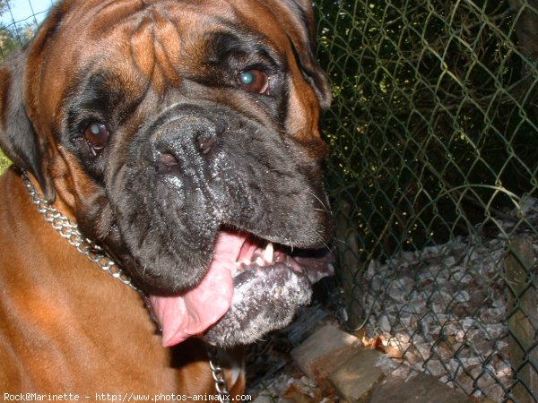 Photo de Boxer