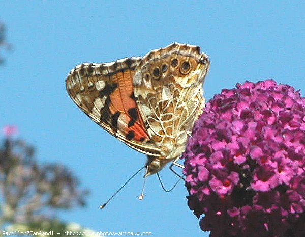 Photo de Papillon