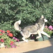 Photo de Husky siberien