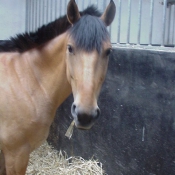 Photo de Poney franais de selle