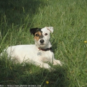 Photo de Jack russell terrier