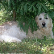 Photo de Golden retriever